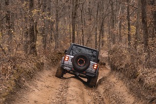 Feels good to get the silverback stallion into the woods