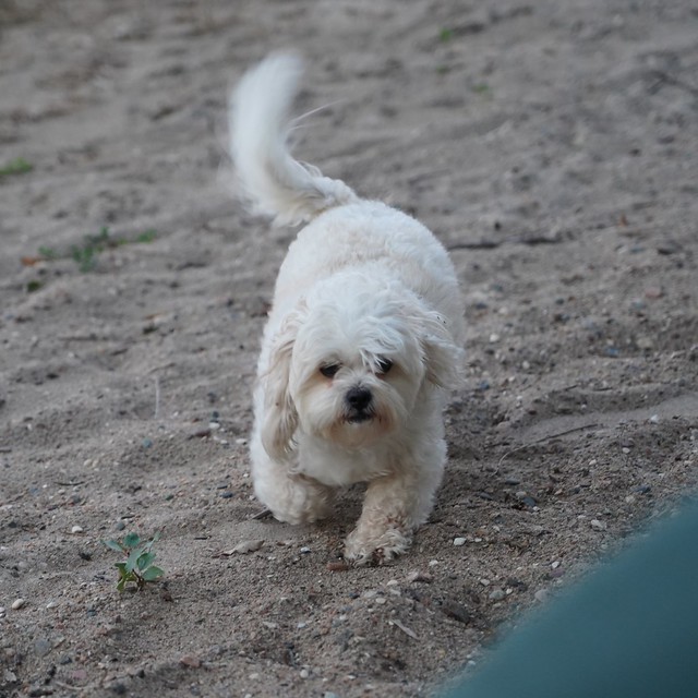 The dog was ignoring me until I told it to sit. It obeyed.