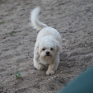 The dog was ignoring me until I told it to sit. It obeyed.