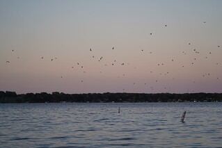 Sunset - Birds flying over the lake at sunset
