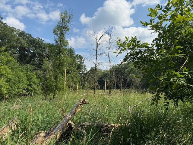 The marsh behind our campsite. I hope there are no alligators out there.
