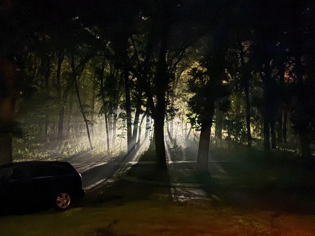 Light through the trees