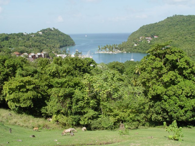 Overlooking Marigot Bay.  Notice the tied up goats...