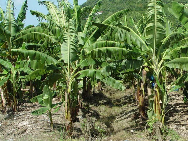 Bananas sprouting on the right plant.  Notice the tiny banana plant next to the left plant.  Appa...