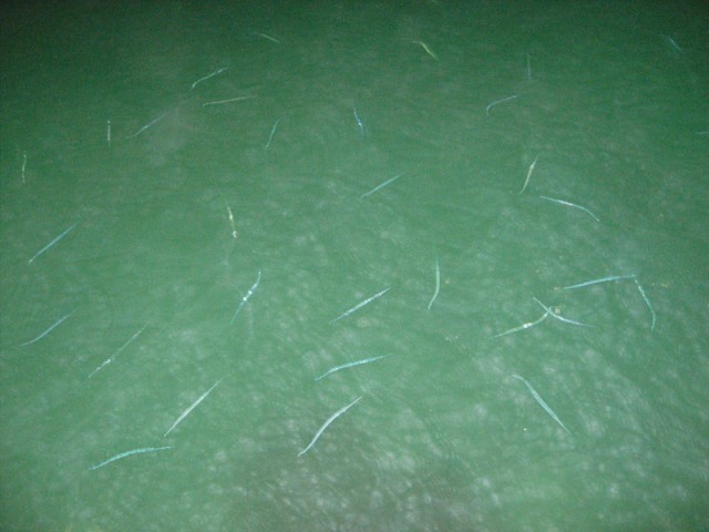 Some weird eel-like fish at the end of the pier on our resort