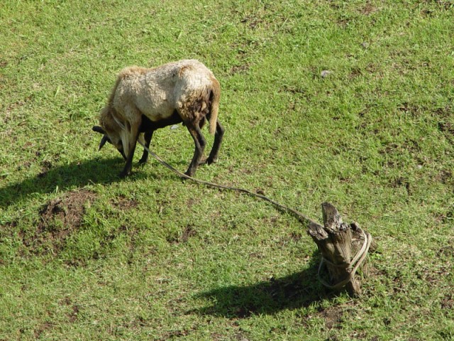 A goat.  Pets are tied up everywhere.  I think it's some sort of law.  Seriously, there are goats...