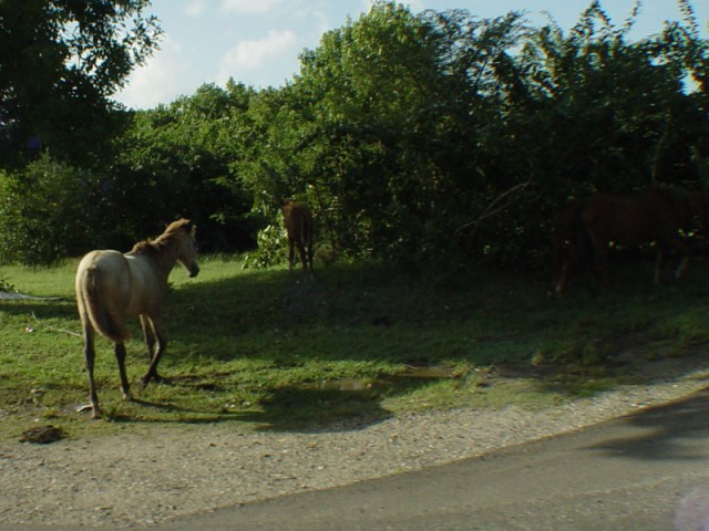A random horse that walked across the road in front of our bus