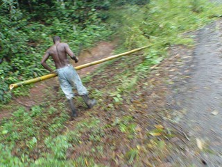 Also, bamboo grows pretty freakin huge down there.