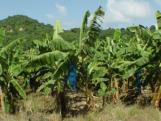 A banana plant