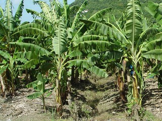 Bananas sprouting on the right plant.  Notice the tiny banana plant next to the left plant.  Appa...