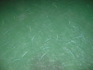 Some weird eel-like fish at the end of the pier on our resort