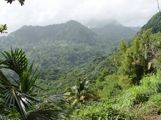 Rain Forest