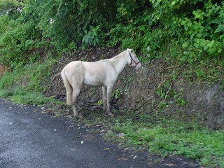 Random horse tied up beside the road