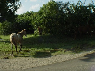A random horse that walked across the road in front of our bus