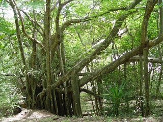 They have these crazy trees that have roots that drop from the middle of branches