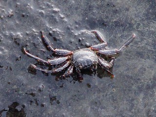 A crab by the pier