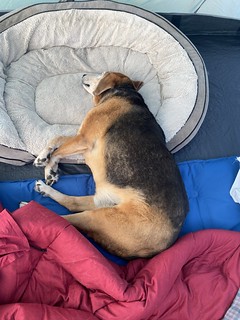 Covid-19 - We brought him a doggy bed. He decided to also use our beds.