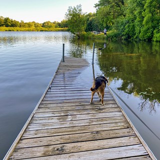Covid-19 - Little curious about this sinking dock