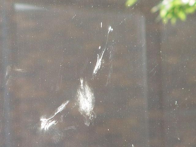 Birds are so dumb. Hahaha