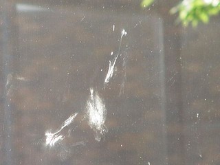 Birds are so dumb. Hahaha