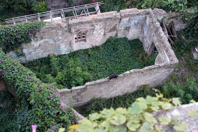Kitty in the ruins