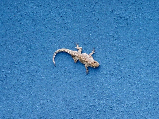 A lizard on a wall