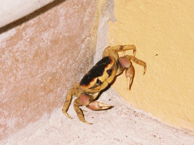 These crabs were all over