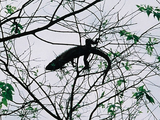 An iguana in a tree