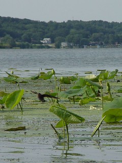 Port Byron - Lillypads