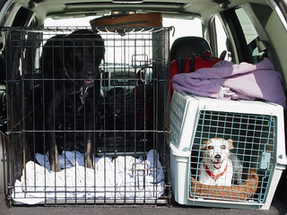 Sadie - Heading to dad's