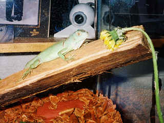 Iguana - My old Iguana
