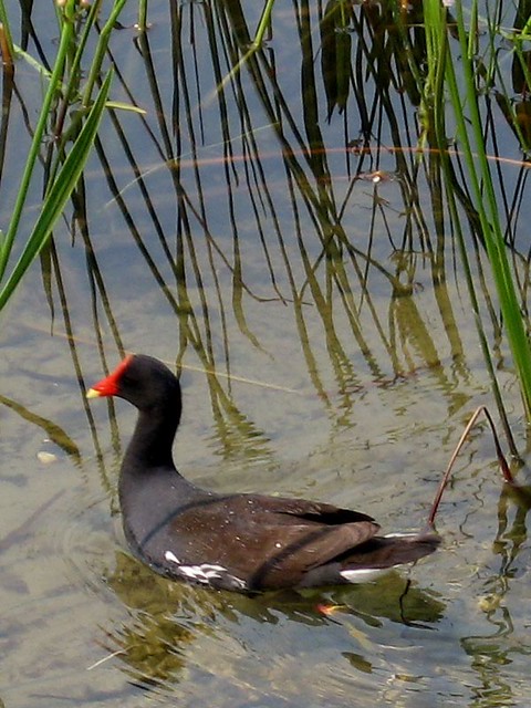 A weird headed duck - or something