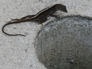 Wildlife - A Lizard
