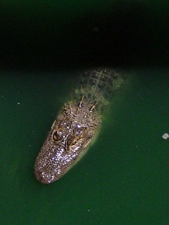 Croc