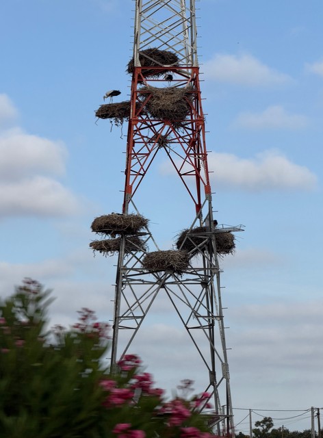 Storks!