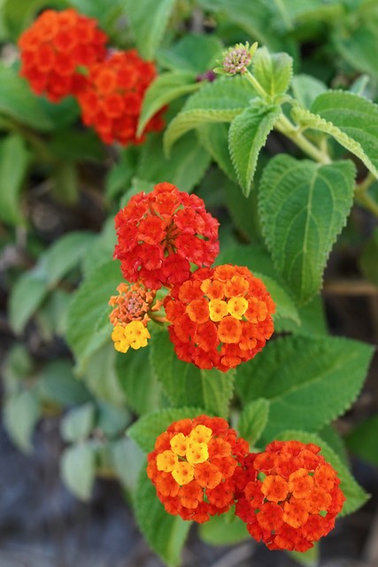 Some cool, multi-colored flowers in Carvoiero