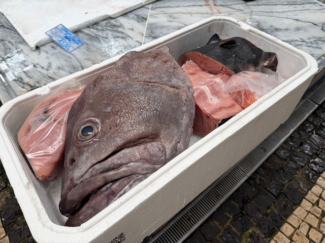 A big ol grouper