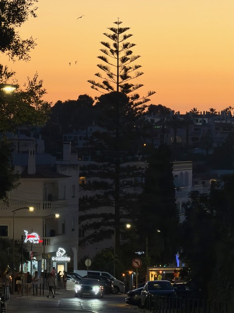 Portugal had lots of cool trees, but these were my favorite