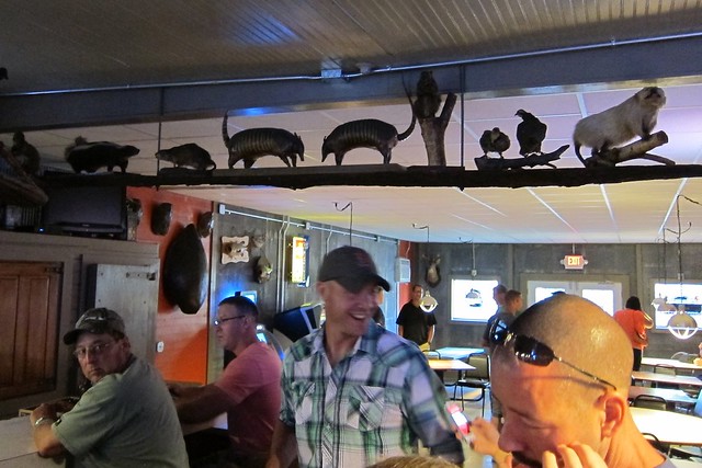 Angry Beaver Taxidermy