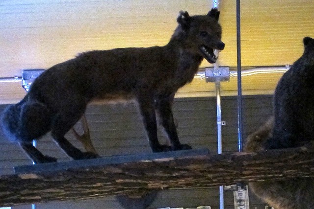 Some terrible taxidermy at the Angry Beaver