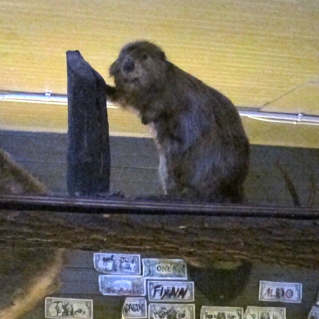 Angry Beaver Taxidermy