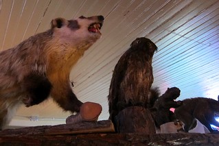 Taxidermy - Some terrible taxidermy at Angry Beaver