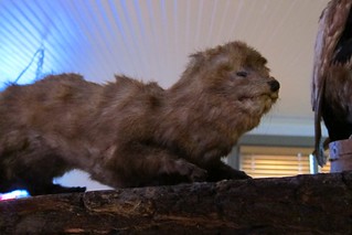 Taxidermy - WTF is this thing?