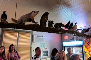 Taxidermy - Angry Beaver Taxidermy