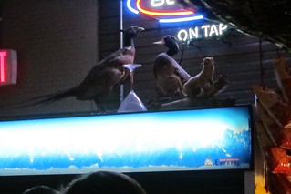 Taxidermy - Kari declined my offer to buy her a martini