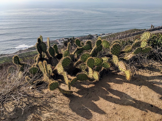 Some cliff cactus at the Cabrillo National Monument