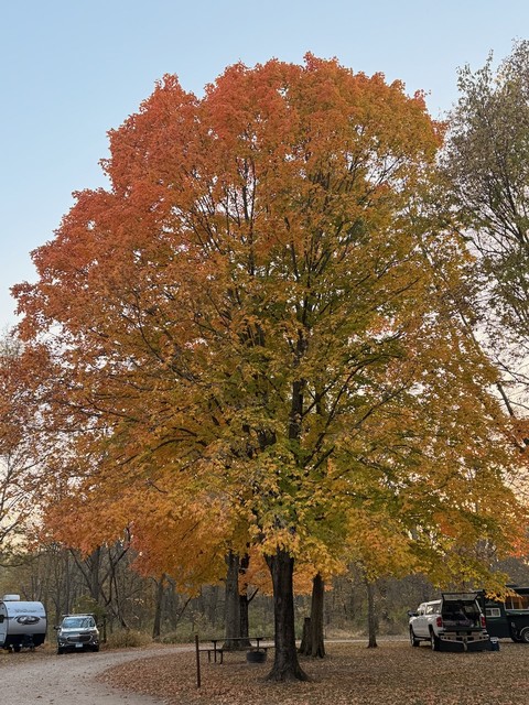 Perfect timing on the leaves