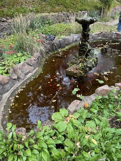 Koi pond