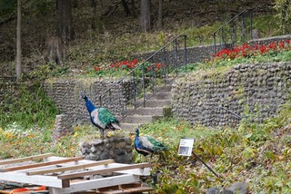 Schell's Peacocks