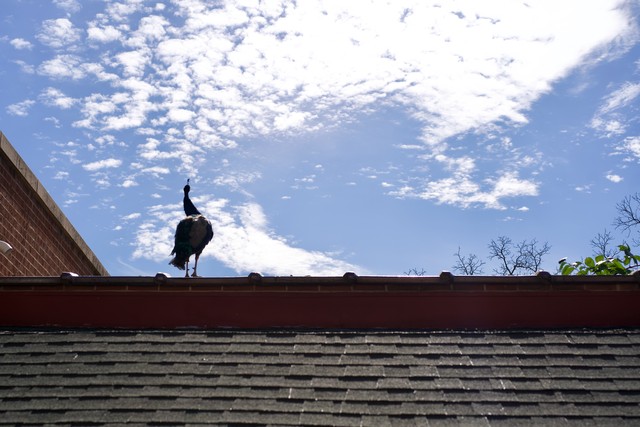 Roof Peacock